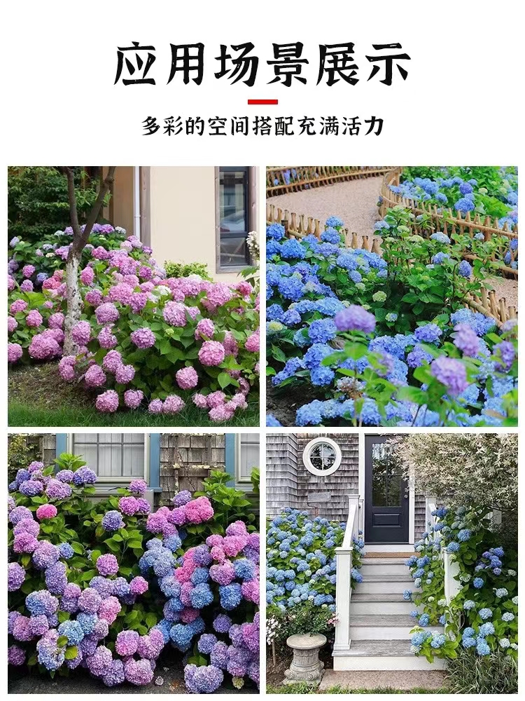 绣球花苗无尽夏盆栽带花特大老桩室内阳台庭院四季开花卉绿植植物 - 图1