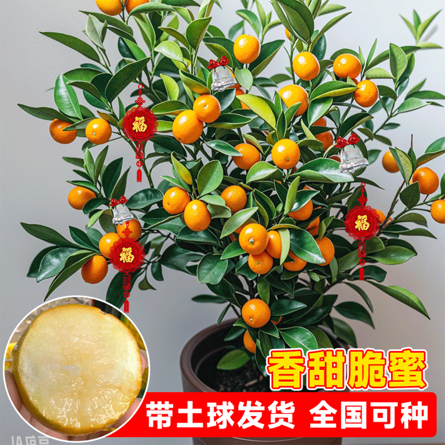 正宗脆皮金桔树盆栽树苗带果可食用客厅四季金桔大树室外庭院果树,淘宝优惠券,粉丝福利购,淘宝优惠卷