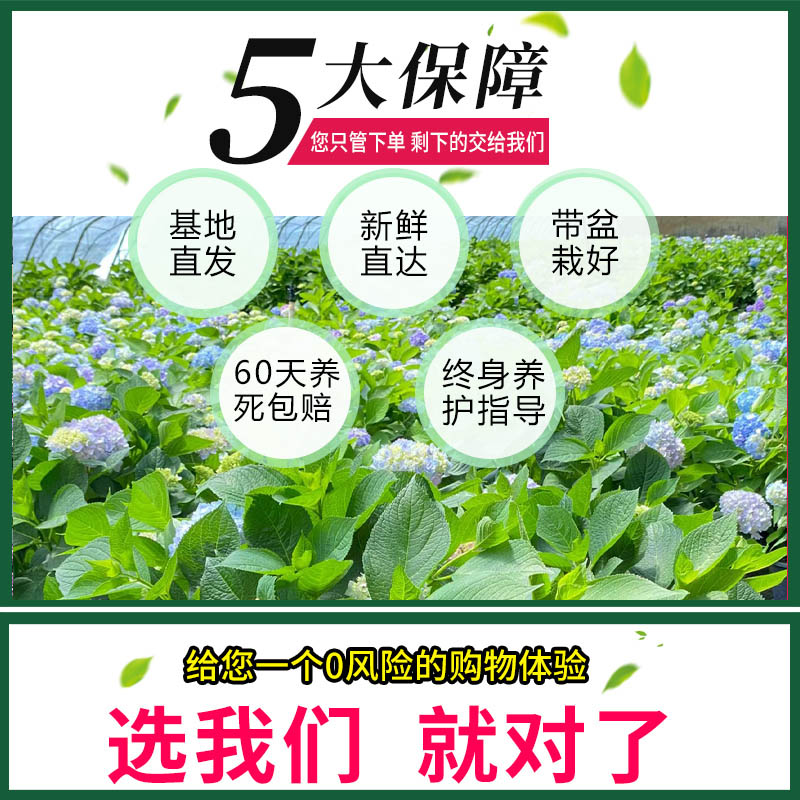 绣球花苗大花无尽夏四季开花绣球盆栽带花庭院好养花卉植物室内花-图2