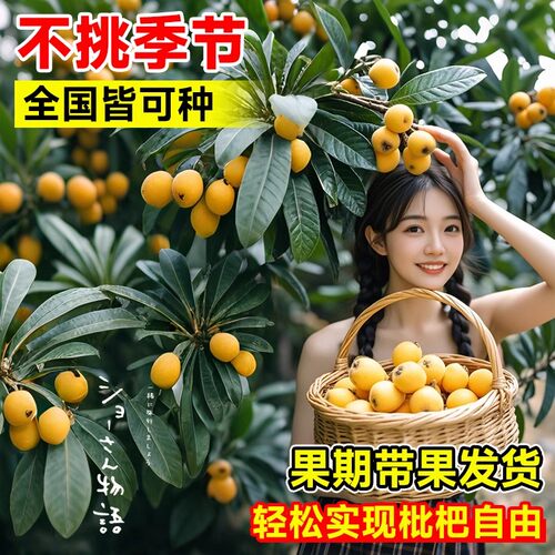 特大枇杷树苗果苗大果大五星白玉琵琶果树苗嫁接批把树当年结果树 - 图2
