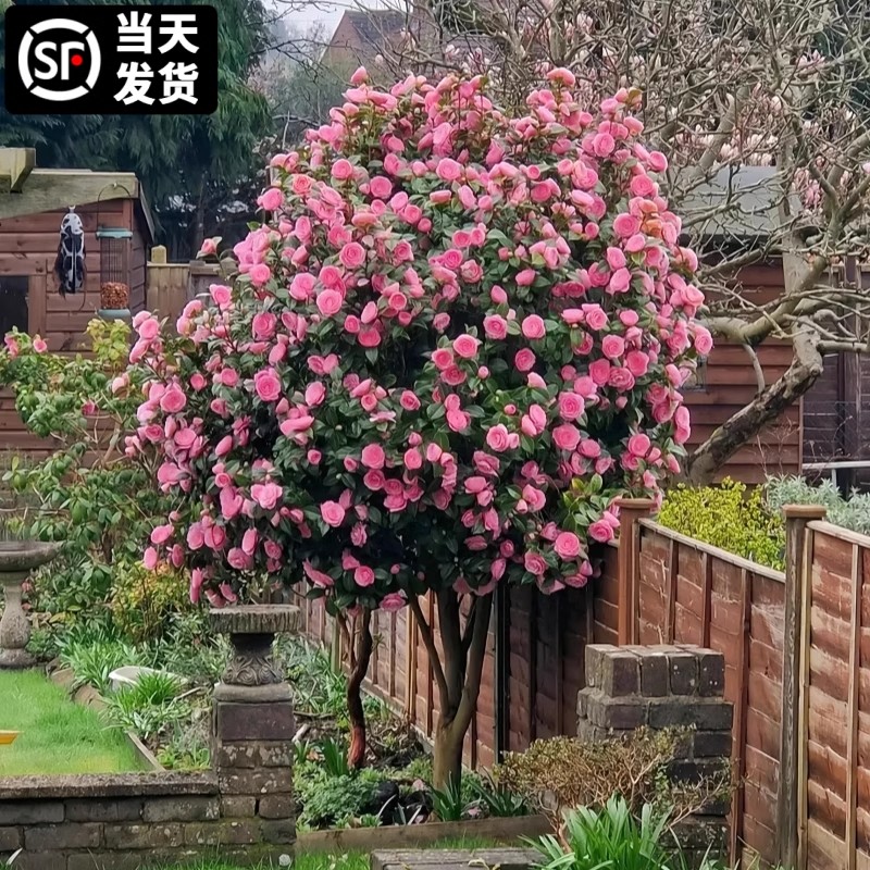 茶花树苗带花苞大型庭院地栽香妃红山茶花树盆栽四季开花常青植物