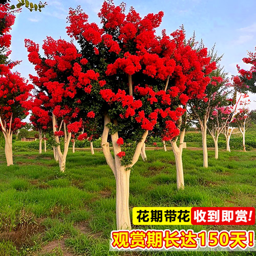 紫薇花树苗庭院大型老桩别墅室外道路绿化植物百日红花卉风景大树 - 图2
