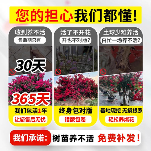 紫薇花树苗庭院大型老桩别墅室外道路绿化植物百日红花卉风景大树 - 图0