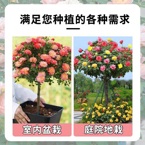 棒棒糖树桩月季花树苗老桩嫁接四季开特大花树状巨型玫瑰花卉盆栽 - 图1