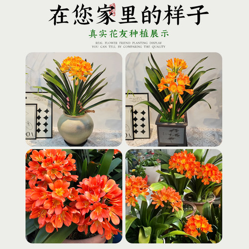 君子兰盆栽带花苞发货精品名贵国宝级圆头花卉室内外四季好养植物 - 图3