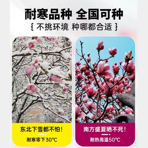 玉兰花树苗带花苞室内外庭院绿化植物耐寒耐热广玉兰四季开花卉 - 图3