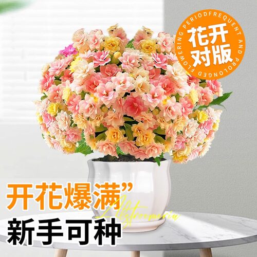 变色龙复瓣长寿花盆栽重瓣特大花苗好养易活室内花卉植物四季花 - 图2