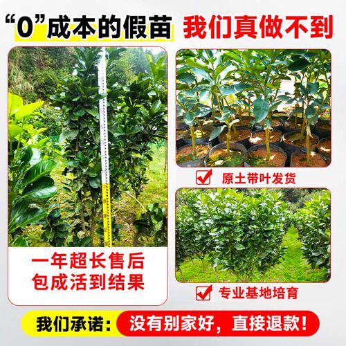 柚子树苗果树果苗当年结果红心蜜柚暹罗红庭院嫁接南方北方种植 - 图1