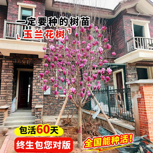 玉兰花树苗带花苞室内外庭院绿化植物耐寒耐热广玉兰四季开花卉 - 图1