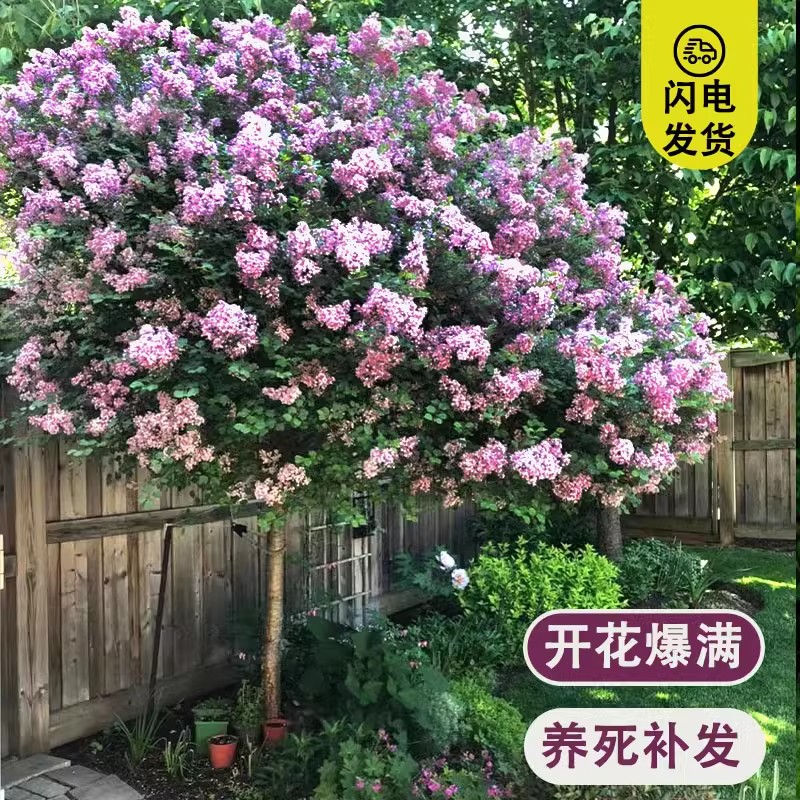 欧洲紫丁香花树苗浓香花卉耐寒庭院四季室外别墅白紫丁香花盆栽 - 图1