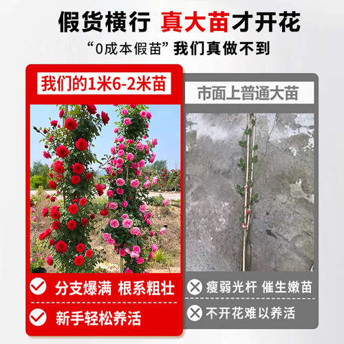 1米8母系大苗蔷薇花苗爬藤月季四季开花卉植物庭院室内外盆栽玫瑰 - 图0
