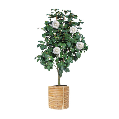 名贵白山茶花现无花苞东方亮庭院花卉盆栽绿植物树苗室内客厅好养 - 图3