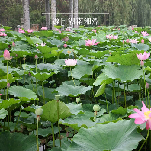 莲子干货250g去芯莲米白莲磨皮精选散装无芯白莲子莲子银耳百合羹 - 图0