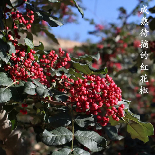 汉源花椒特麻大红袍麻椒四川小米辣特辣干辣椒川菜调料调味品麻辣 - 图1