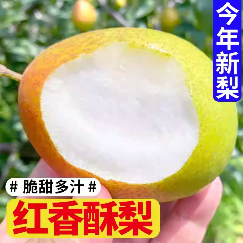 正宗山西红香酥梨当季现摘薄皮脆甜多汁新鲜水果整箱9斤香梨包邮2