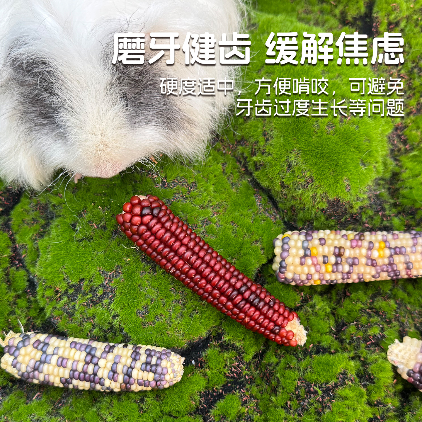 香港滨田迷你多彩小玉米豚鼠荷兰猪磨牙零食玉米磨牙棒,淘宝优惠券,粉丝福利购,淘宝优惠卷