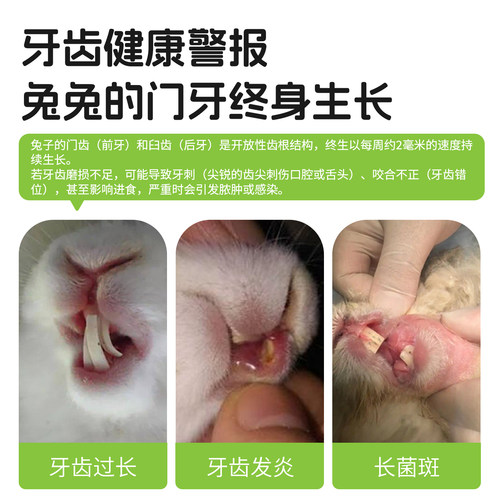 提摩西草兔子磨牙棒棍豚鼠兔子小零食胡萝卜多口味健胃消食兔兔窝 - 图0