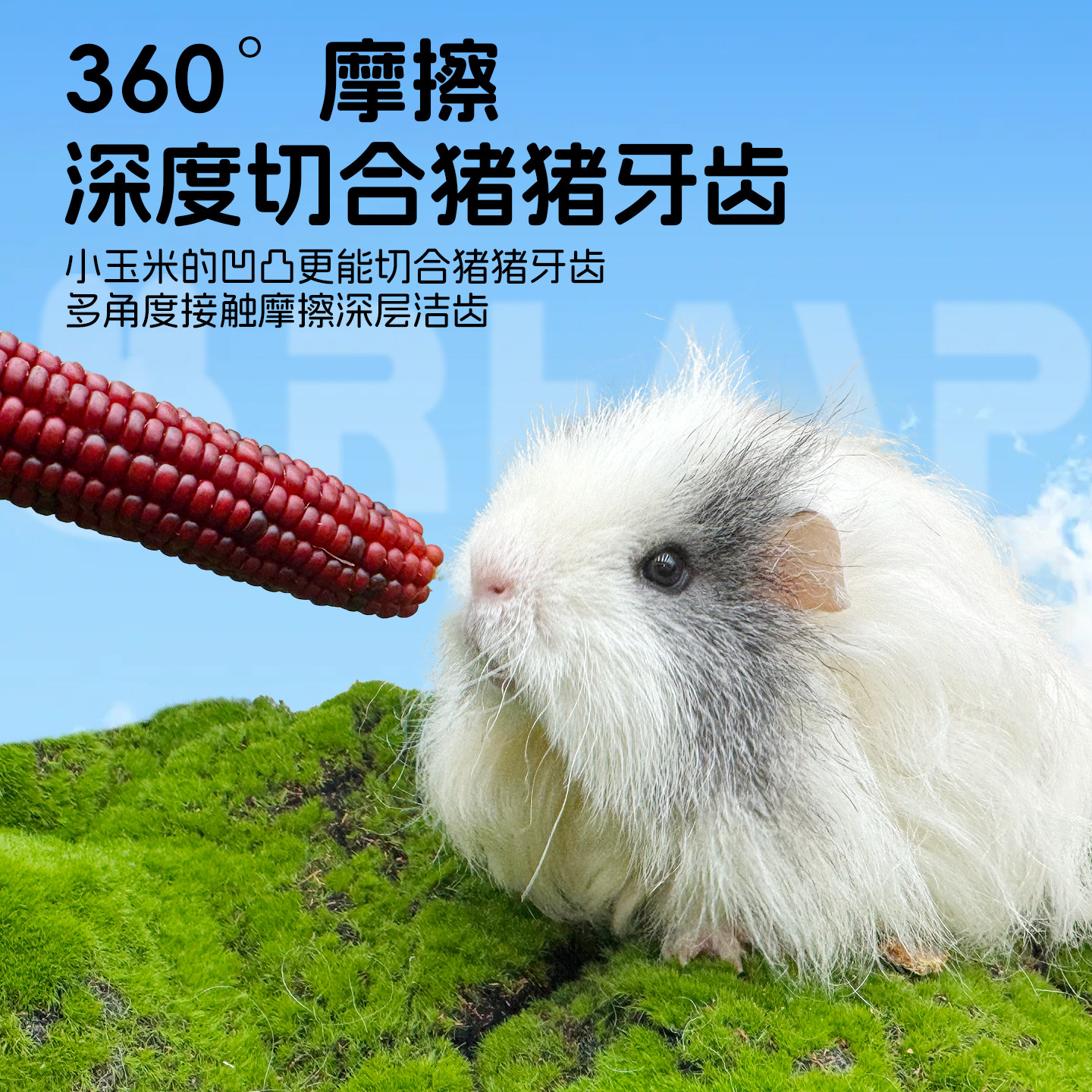 香港滨田迷你多彩小玉米豚鼠荷兰猪磨牙零食玉米磨牙棒,淘宝优惠券,粉丝福利购,淘宝优惠卷