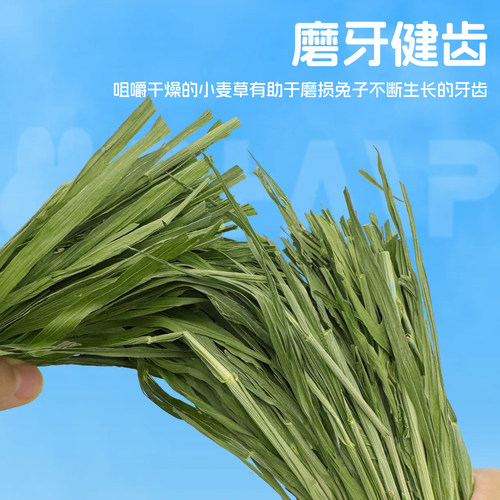 兔兔窝总店 精品烘干小麦草干草牧草 兔子龙猫荷兰猪500g全国包邮 - 图3