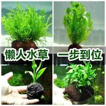 Water-grass plant for raising goldfish The real grass into the scenery watergrass fish tank In the livingroom planting the scenery grass cloth scene emulation
