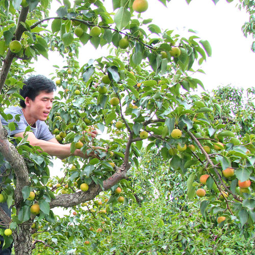 鞍山南果梨5斤顺丰包邮东北海城南国梨子特产酒香梨新鲜冻梨水果 - 图3