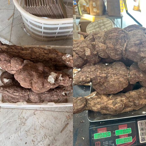 野生茯苓 云南正品无硫新鲜白茯苓丁560g 生切茯苓块整个茯苓粉 - 图1