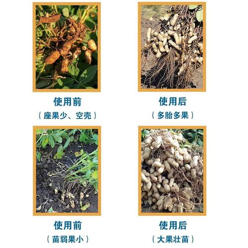 花生膨大粒粒饱满专用叶面肥产量提高颗粒大控旺徒长壮棵分叉下针-图2