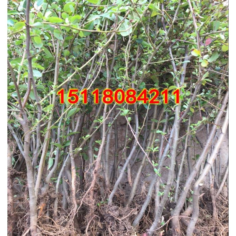 火棘小苗 火棘苗庭院花卉围墙篱笆绿化树苗 带刺植物火棘球火棘果 - 图2