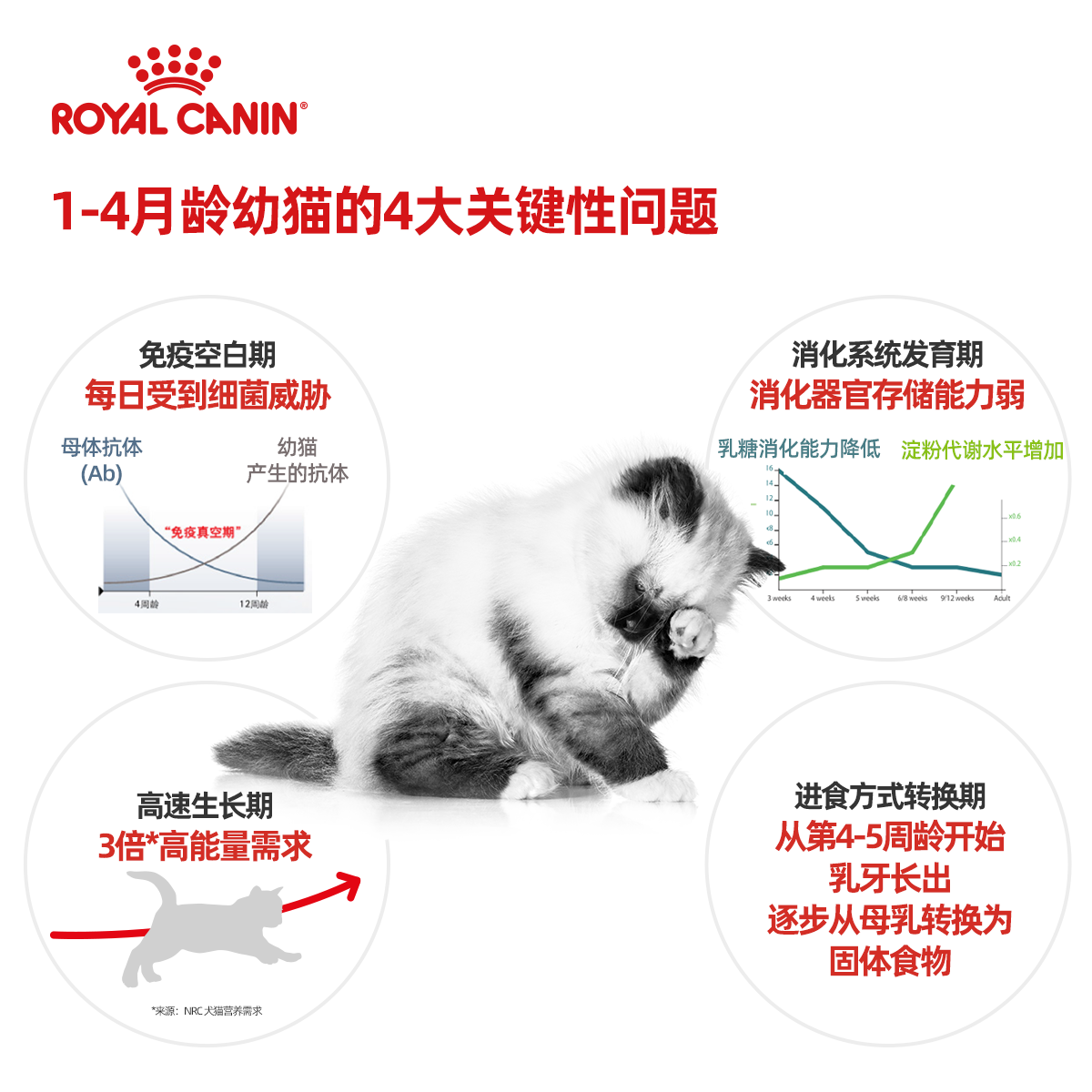 皇家猫粮猫奶糕BK34/K36幼猫粮1-4月-12月专用英短营养400g*2袋装-图2