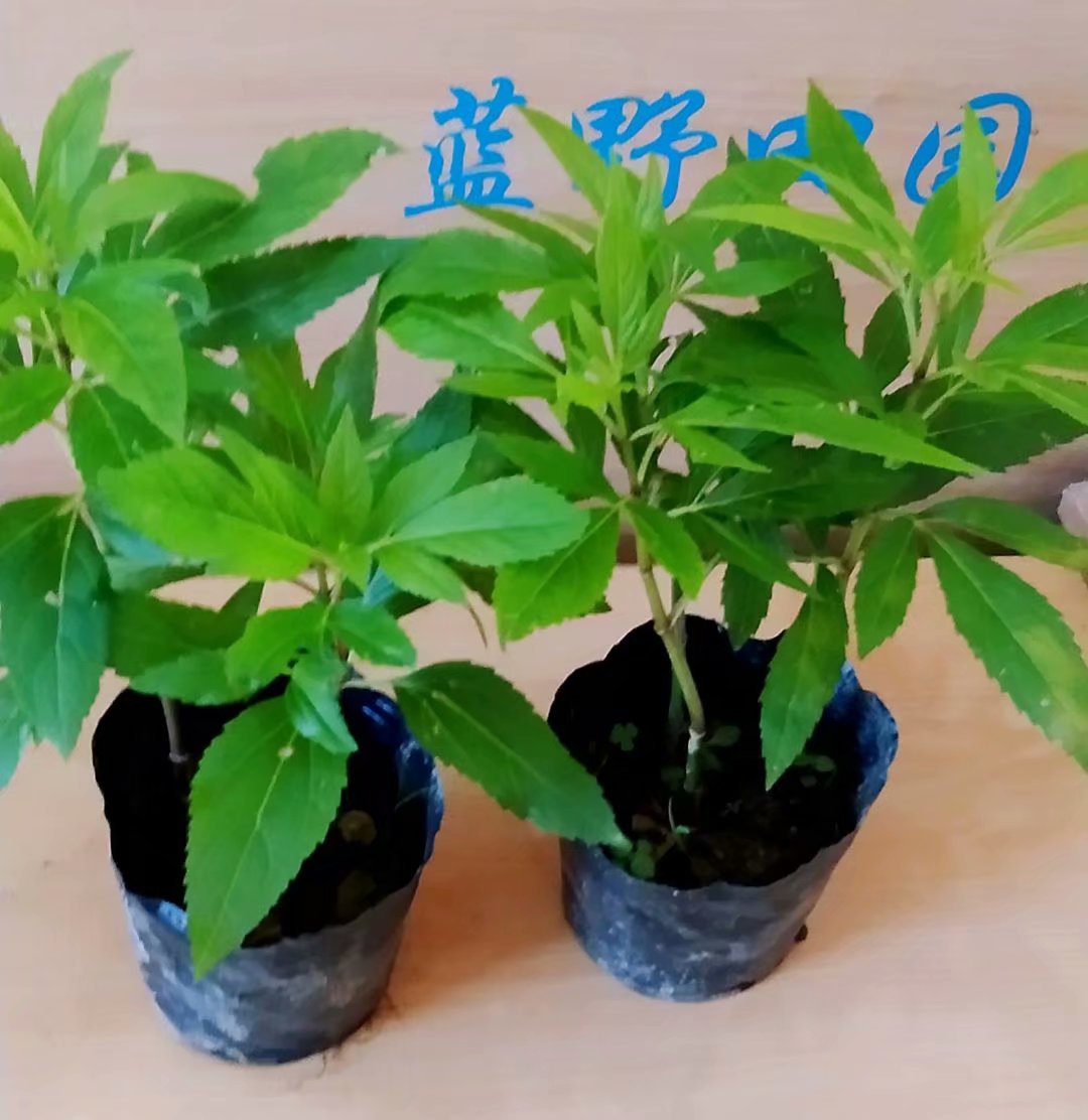 包邮香草苗佩兰盆栽苗水香鸡骨香可食用阳台庭院植物香草植物-图0