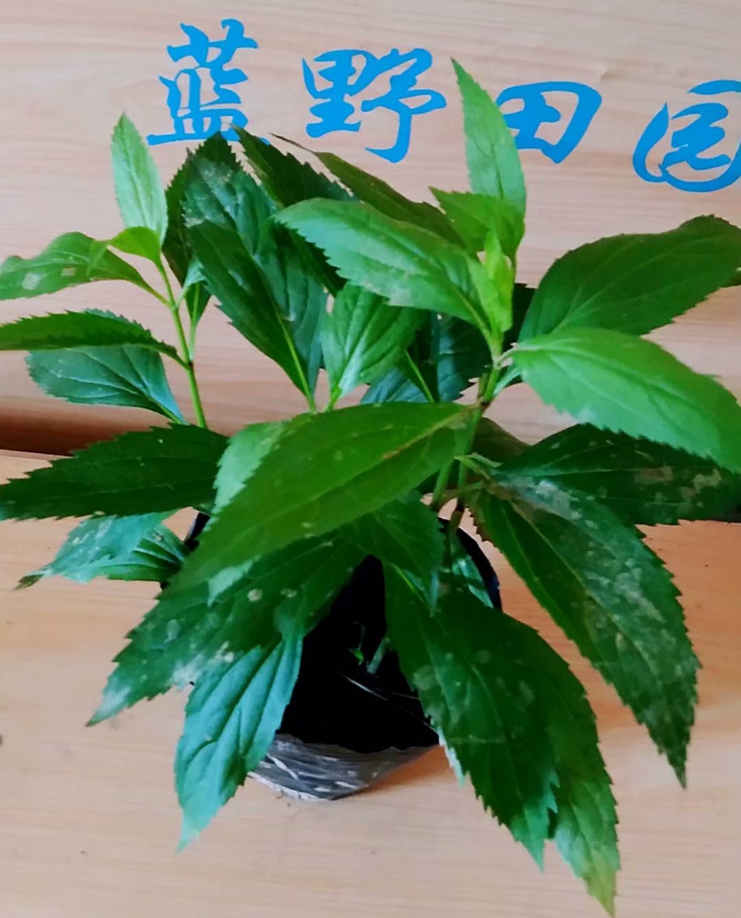 包邮香草苗佩兰盆栽苗水香鸡骨香可食用阳台庭院植物香草植物-图3