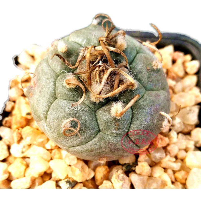 乌丸曲刺纸刺不扎Turbinicarpus polaskii娇丽属仙人球小苗种子-图1