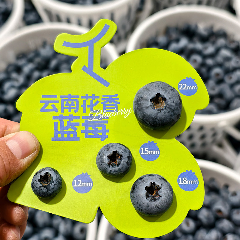云南花香蓝莓新鲜水果特大果礼盒高山蓝莓鲜果超山姆顺丰空运,淘宝优惠券,粉丝福利购,淘宝优惠卷