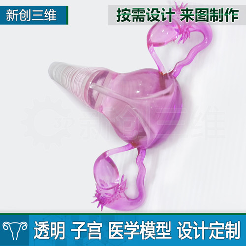 3D打印医疗透明子宫宫卵巢医学教学教具心脏肺部胃部肝脏肾脏定制 - 图2