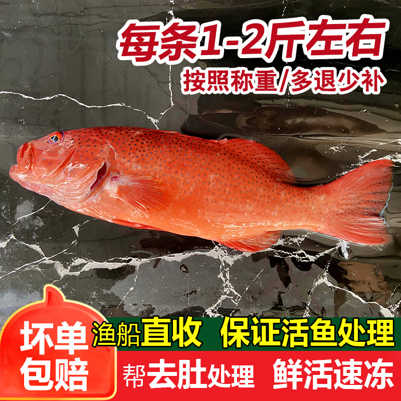 东星斑海鱼海捕新鲜石斑鱼鲜活冷冻潮汕海鲜水产深海红斑瓜子斑鱼 - 图1