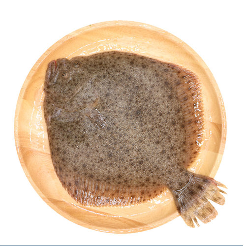 多宝鱼鲜活海鲜水产新鲜石斑鱼比目鱼花岗鱼海鱼每条450-550g - 图3