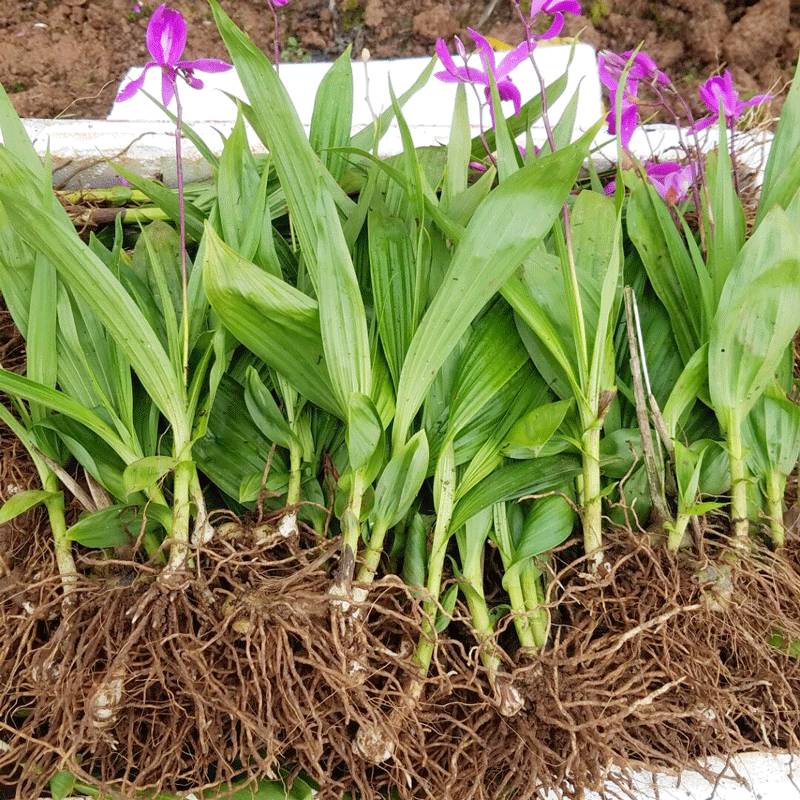 陕西秦岭白芨种苗正宗紫花三叉白芨苗子名贵中药材白芨苗-图1