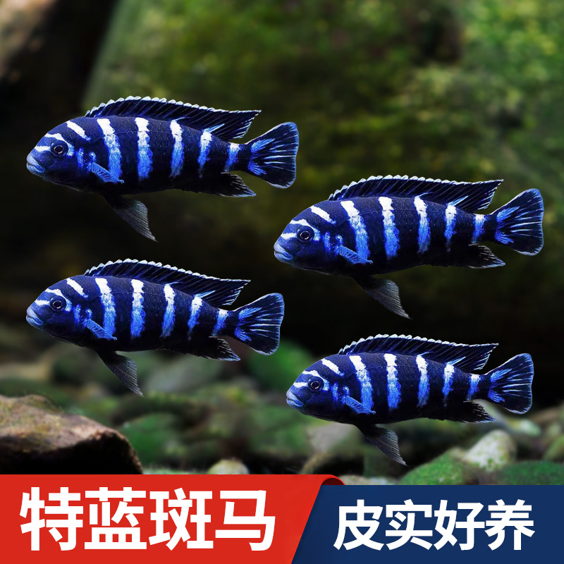 特蓝斑马三湖慈鲷热带观赏鱼水族活体鱼缸岩栖类坦鲷鱼易养艳丽 - 图0