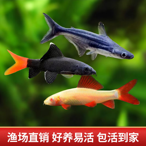 观赏鲨彩虹鲨鱼金苔鼠鱼除藻鱼清洁鱼鱼热带鱼清道夫蓝鲨淡水包邮 - 图1