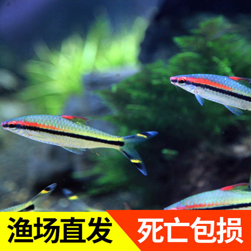 一眉道人鱼苗观赏鱼红眉道人小型热带鱼水生小宠物好养易活送饲料 - 图0