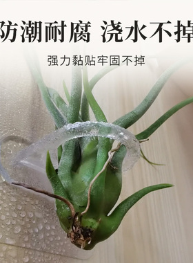空气凤梨支架专用花盆花架配饰冰箱贴装饰自粘支架底座无残胶神器