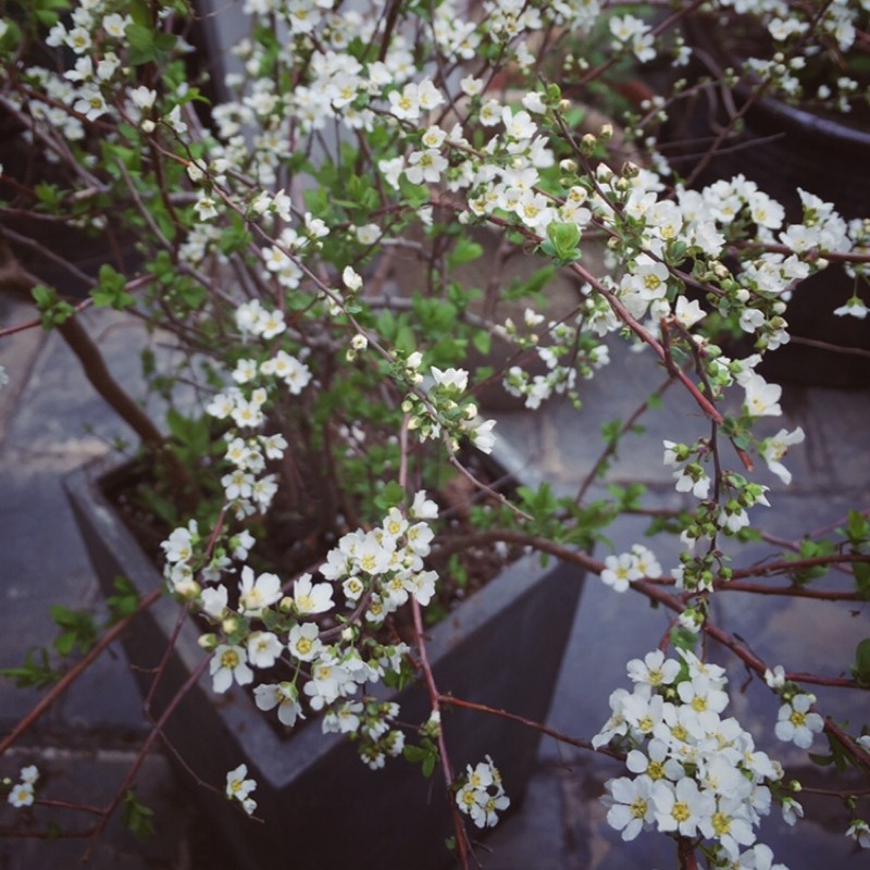 喷雪花雪柳盆栽树苗水养阳台易活花卉地栽室外庭院绣线菊土培带根 - 图1