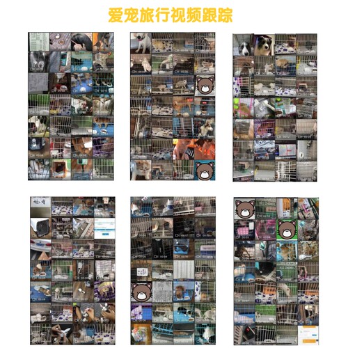 宠物托运手续代随机运猫狗鸽子兔乌龟证航空火车办哈尔滨宠物托运 - 图2