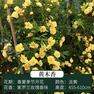 木香花苗七里香盆栽爬藤植物浓香四季甜蜜红木香花苗蔷薇攀援花卉