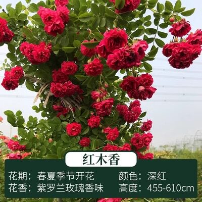 木香花苗七里香盆栽爬藤植物浓香四季甜蜜红木香花苗蔷薇攀援花卉