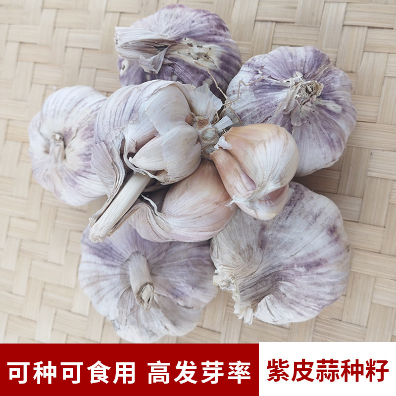带根紫皮蒜瓣干蒜种籽蒜苗农家盆栽红皮蒜头大蒜子老寒蒜种子种籽