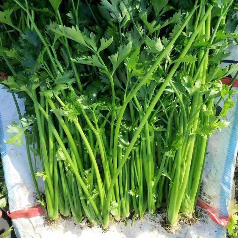 章丘鲍芹种子种籽实心芹菜阳台菜种四季盆栽籽种蔬菜孑菜籽老品种