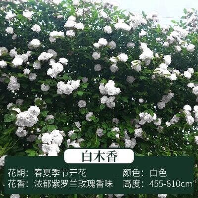 木香花苗七里香盆栽爬藤植物浓香四季甜蜜红木香花苗蔷薇攀援花卉