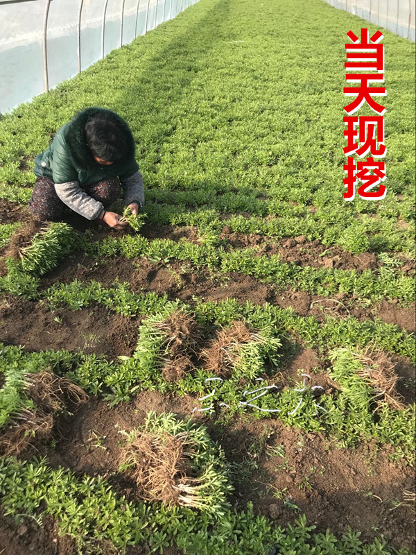 养心菜种苗 养心菜苗子 救心菜苗子植物高钙菜阳台盆栽特色保健菜 - 图2