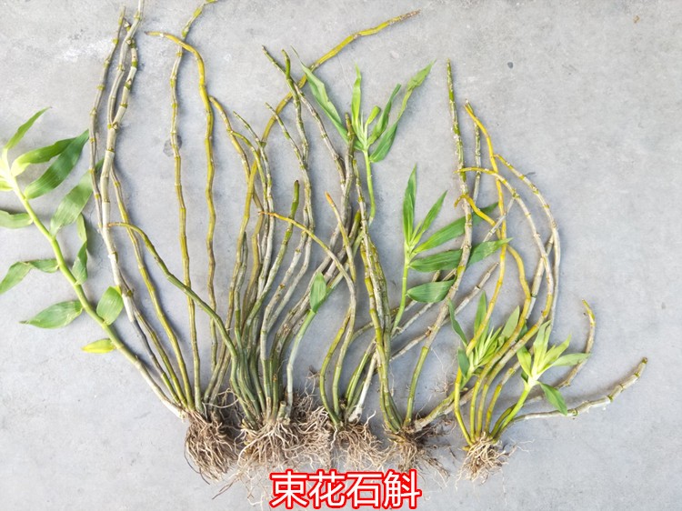 束花石斛金黄花 兰花附生兰吊兰 栽绿植黄色花多洋兰花卉盆景包邮 - 图2